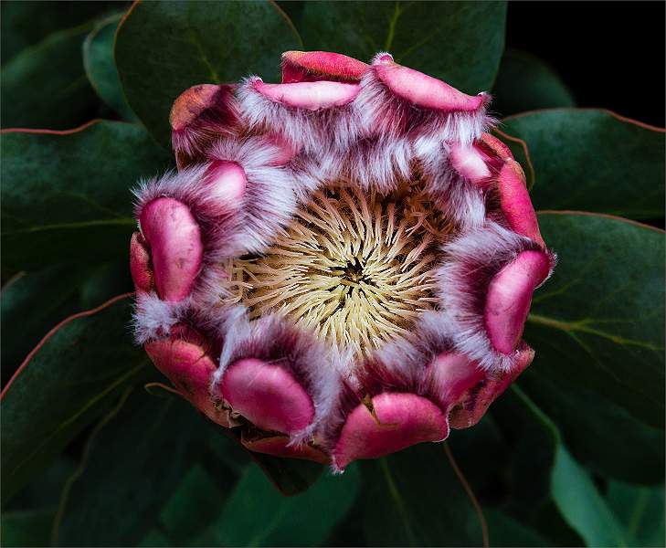 Pink Protea_Sarah Potter.jpg